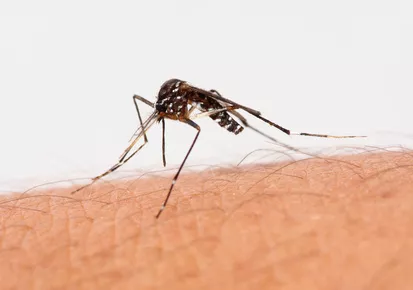 Dernières informations sur le virus ZIKA